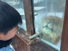 -横道河子东北虎林园