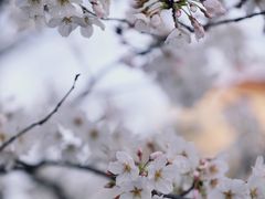 -高东镇樱花园