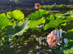 -陈家山荷花公园