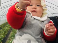 -恒绿农产品草莓采摘园