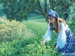 -帐篷客·溪龙茶谷度假酒店