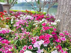 -西湖公园(鼓楼区)