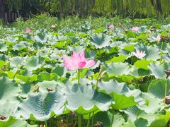 -莲花池公园
