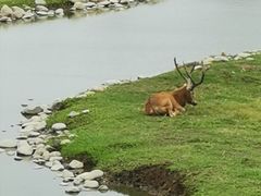 -北京麋鹿生态实验中心