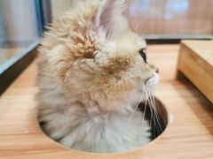 -袖虎·猫馆(体育西路店)