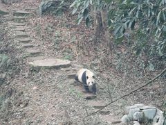 -中国大熊猫保护研究中心雅安碧峰峡基地