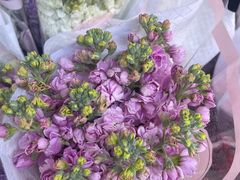 -循礼门鲜花花市(武汉循礼门店)