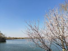 -大兴滨河森林公园