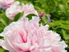 -曹州牡丹园