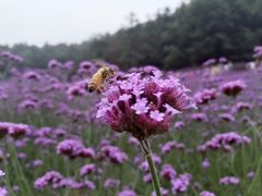 -大塘金香草谷