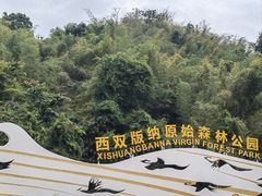 -西双版纳原始森林公园