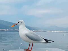 -海埂大坝