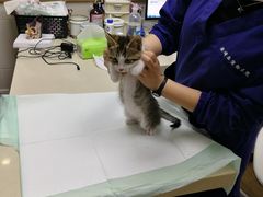 -爱侣·安琦尔宠物医院·中兽医针灸·心内科·狂犬免疫点(宝山区院)