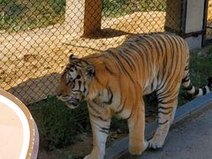 -大连森林动物园