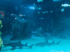 -悉尼海洋生物水族馆
