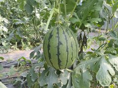 -庞各庄翠芳园西瓜蔬菜基地采摘园