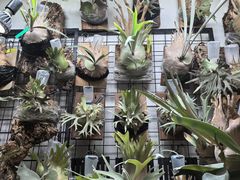 -大水的店(昙华林店)
