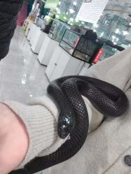 -神奇动物撸宠馆·羊驼·小浣熊·异宠(豫园店)