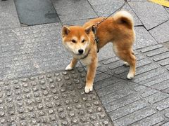 -La Strada(安福路店)