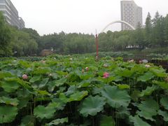 -陈家山荷花公园