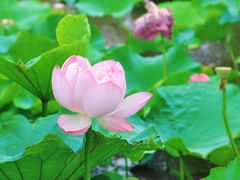 -荷塘月色湿地公园·向阳花洲