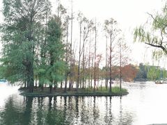 -上海共青森林公园