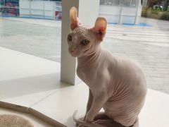 -飞行喵MR PILOT|猫舍·猫咖(静安大融城店)