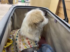 -美联众合动物医院·24h转诊中心