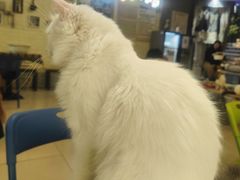 -平行世界·猫咖(首经贸店)