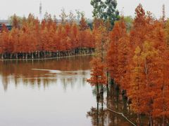 -白鹭湾湿地公园