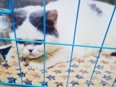 -瑞派动物医院·猫专科·至诚(江南中分院)