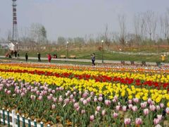 android_upload_pic-荷兰花海
