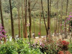 -深圳仙湖植物园