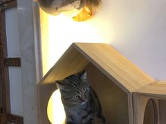 -Catmate·猫肥家润(金润铂宫店)