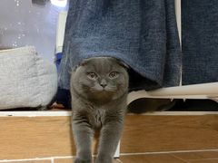 -瑞派康怡24h宠物医院·犬猫医疗中心·微创绝育(瑞景分院)