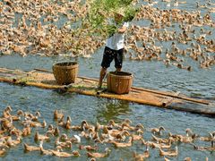 -郴州特产舜华临武鸭(郴州西站店)