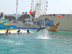 -秦皇岛乐岛海洋王国