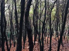 -香雪海