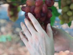 -金谷域澳洲庄园