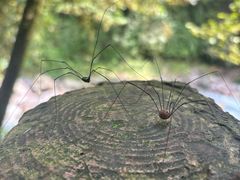 -西岭雪山大飞水景区
