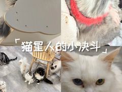 -楼上猫咖(罗湖店)