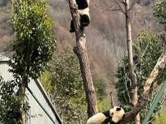 -卧龙中华大熊猫苑神树坪基地