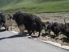 -扁都口生态休闲旅游区