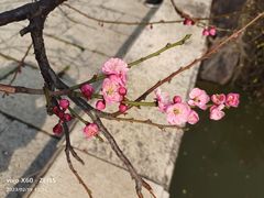-红梅公园