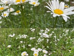 -白鹭湾湿地公园