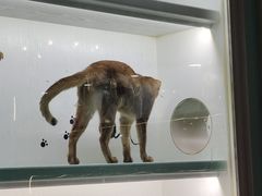 -猫小院猫主题餐厅(三里屯店)
