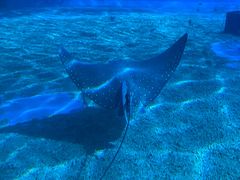 -北戴河圣蓝海洋公园