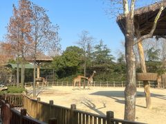 -上海野生动物园