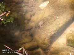 -凤栖山