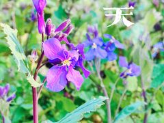 -上海滨江森林公园